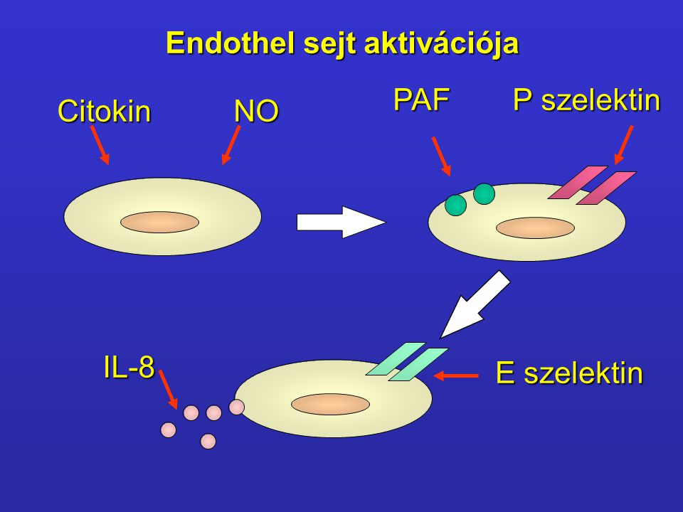 Endothel sejt aktivációja