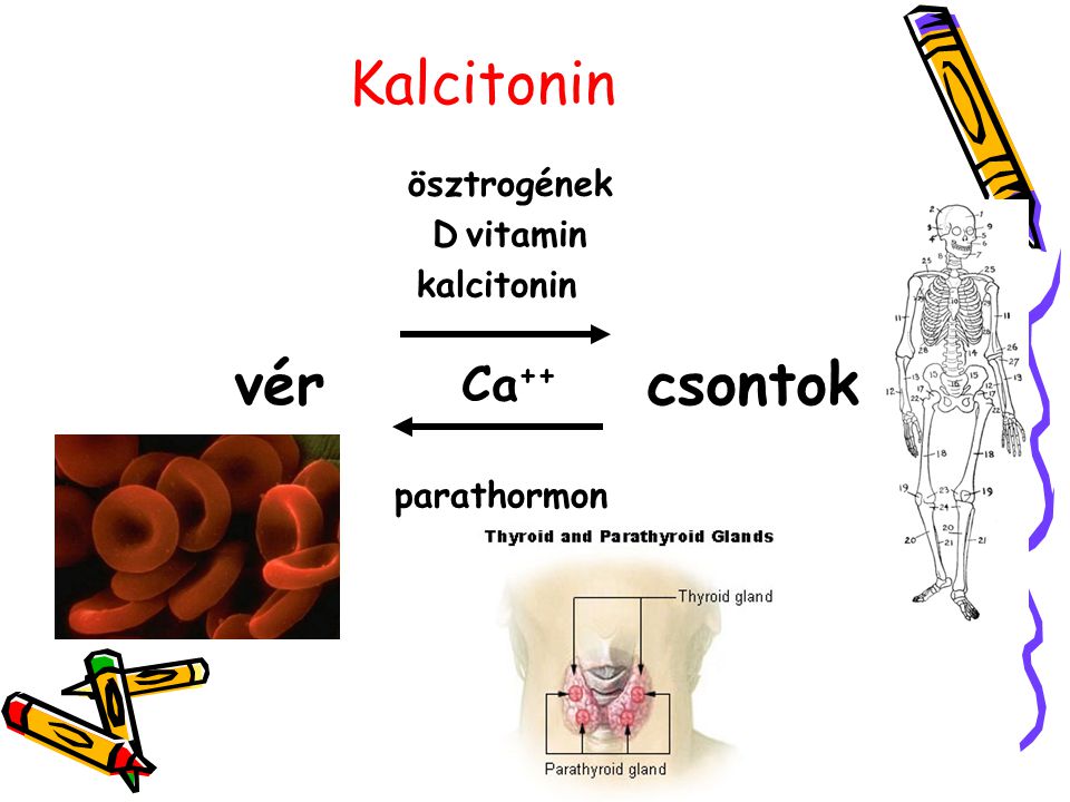 Kalcitonin vér csontok Ca++ ösztrogének D vitamin kalcitonin