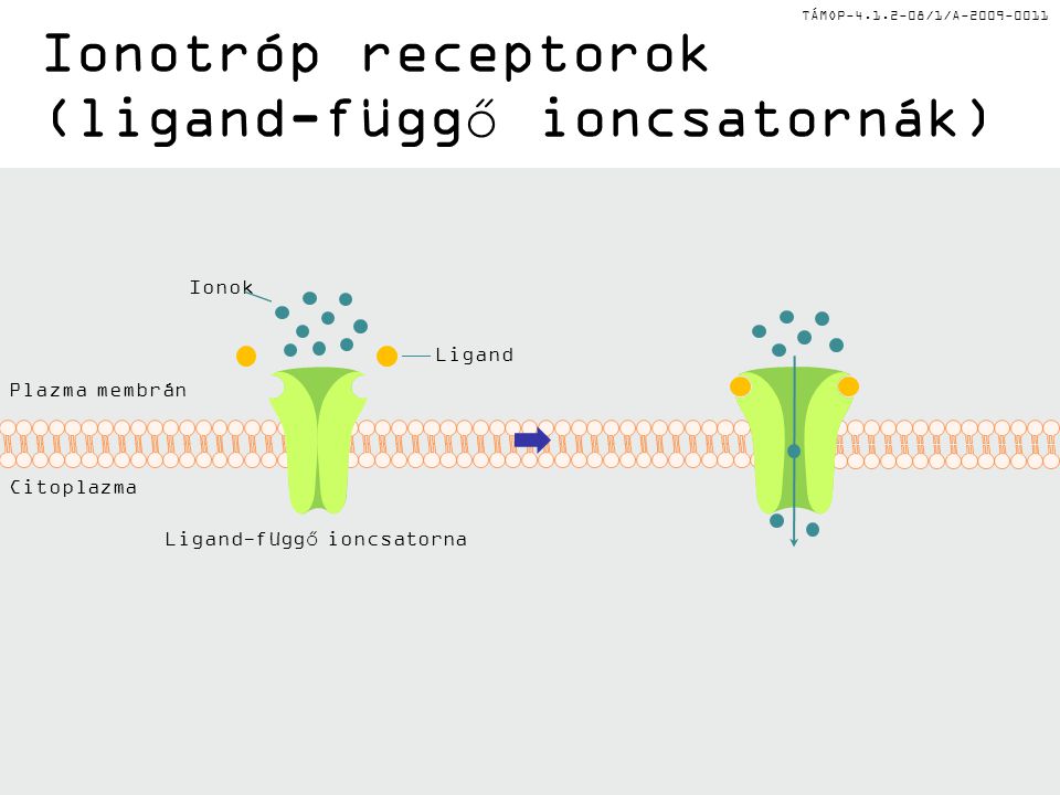 Ionotróp receptorok (ligand-függő ioncsatornák)