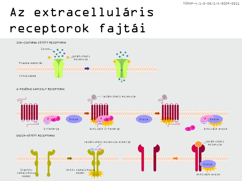 Az extracelluláris receptorok fajtái