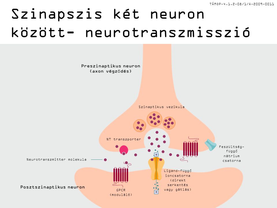 Szinapszis két neuron között- neurotranszmisszió