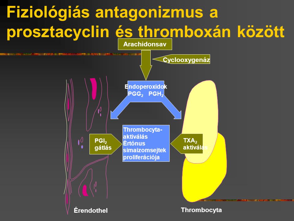Fiziológiás antagonizmus a prosztacyclin és thromboxán között