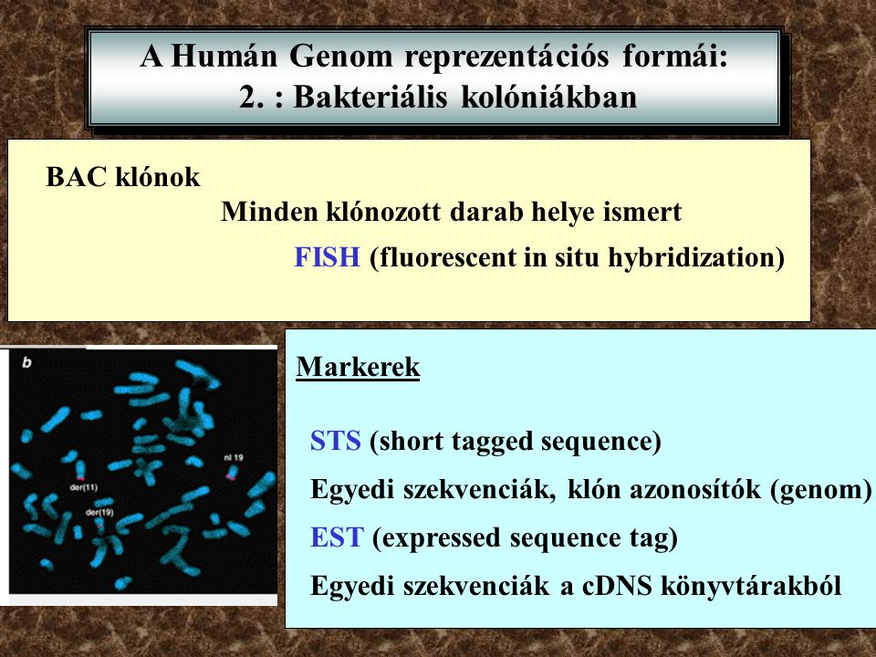 A Humán Genom reprezentációs formái: 2. : Bakteriális kolóniákban