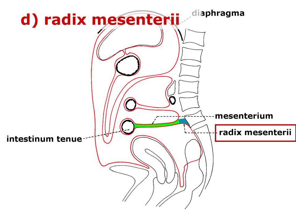 d) radix mesenterii