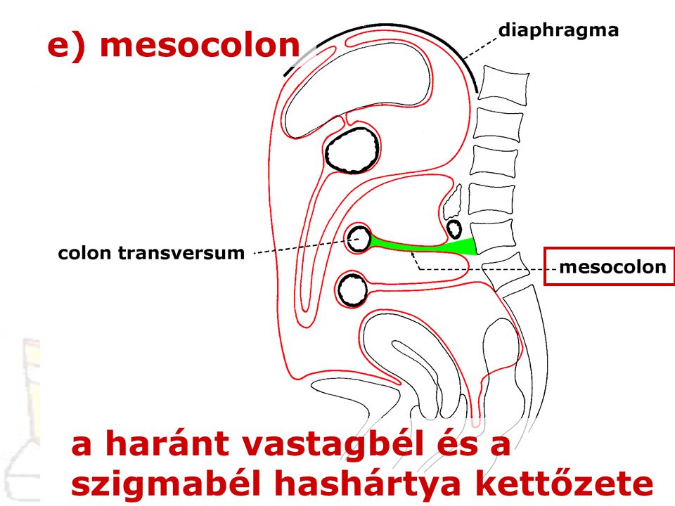 e) mesocolon a haránt vastagbél és a szigmabél hashártya kettőzete