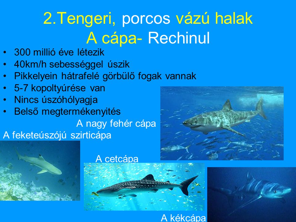 2.Tengeri, porcos vázú halak A cápa- Rechinul