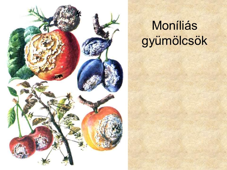Moníliás gyümölcsök Dr. Hortobágyi: Növényrendszertan, Tankönyvkiadó, 1979.