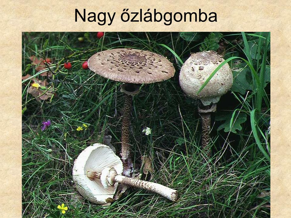 Nagy őzlábgomba Magyarország gombái CD, Kossuth Kiadó és ComCom Bt.