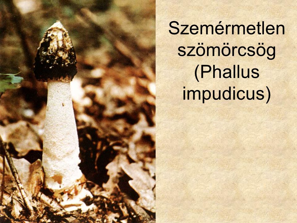 Szemérmetlen szömörcsög (Phallus impudicus)
