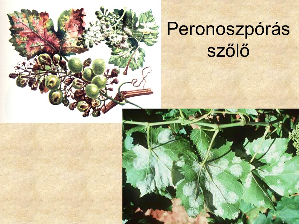 Peronoszpórás szőlő Bal oldali kép: Dr. Hortobágyi: Növényrendszertan, Tankönyvkiadó,