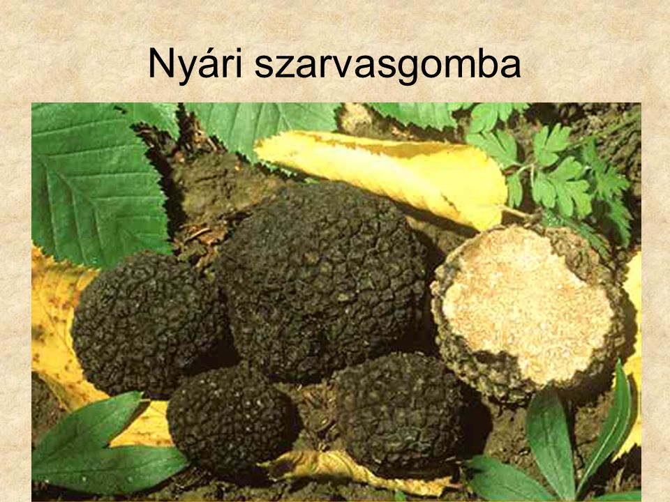 Nyári szarvasgomba Botanika CD, Kossuth Kiadó