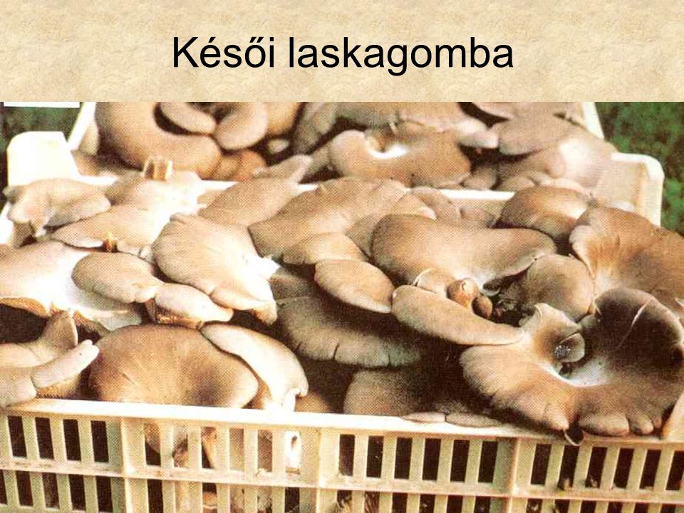 Késői laskagomba Kalmár-Makara: Ehető és mérges gombák, NATURA, 1981.