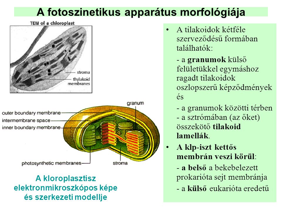 A fotoszinetikus apparátus morfológiája