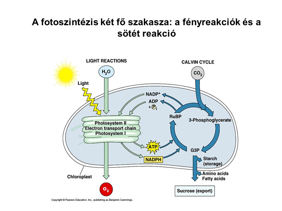 A fotoszintézis két fő szakasza: a fényreakciók és a sötét reakció