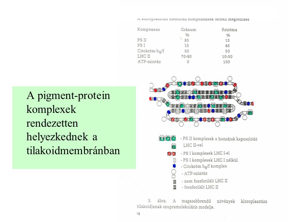 A pigment-protein komplexek rendezetten helyezkednek a tilakoidmembránban