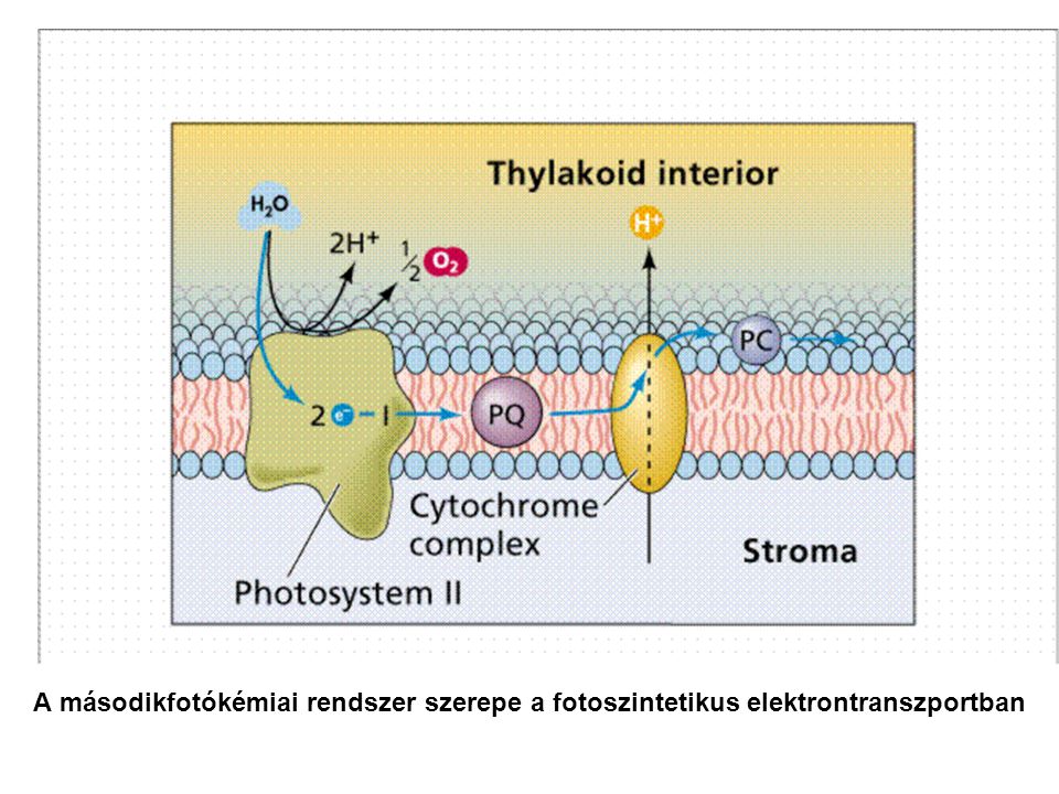 A másodikfotókémiai rendszer szerepe a fotoszintetikus elektrontranszportban