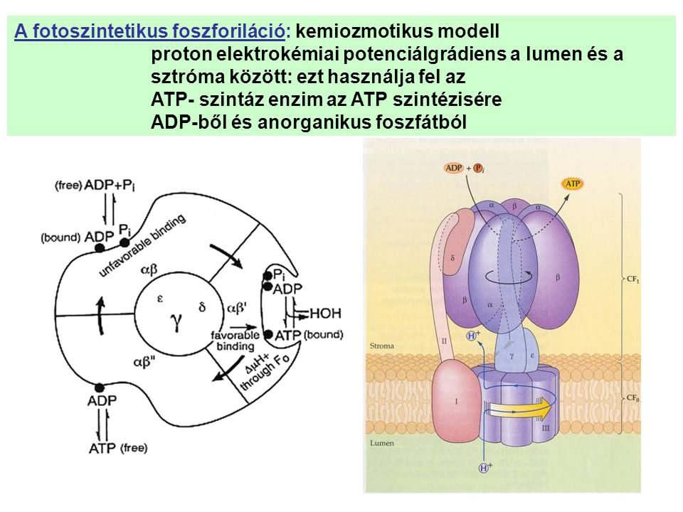 A fotoszintetikus foszforiláció: kemiozmotikus modell