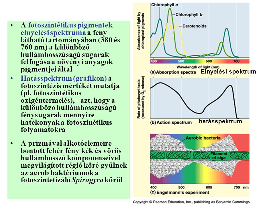 A fotoszintétikus pigmentek elnyelési spektruma a fény látható tartományában (380 és 760 nm) a különböző hullámhosszúságú sugarak felfogása a növényi anyagok pigmentjei által