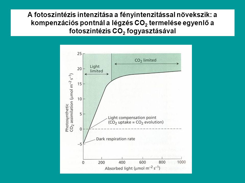 A fotoszintézis intenzitása a fényintenzitással növekszik: a kompenzációs pontnál a légzés CO2 termelése egyenlő a fotoszintézis CO2 fogyasztásával