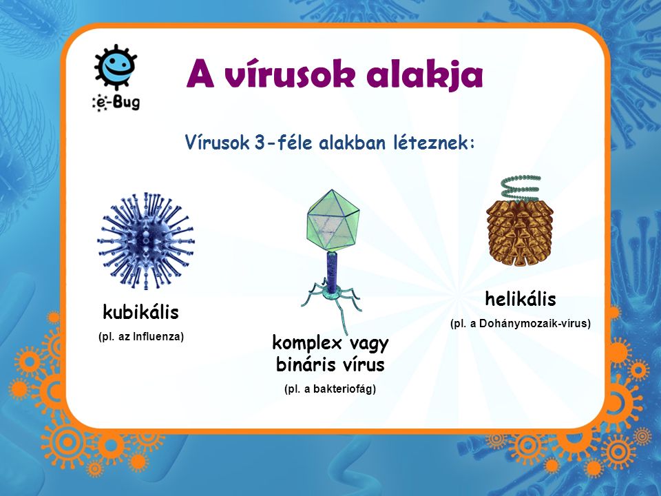 (pl. a Dohánymozaik-vírus) komplex vagy bináris vírus