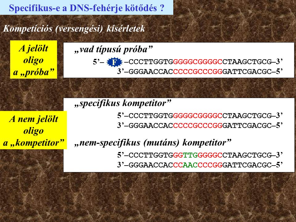 Specifikus-e a DNS-fehérje kötődés