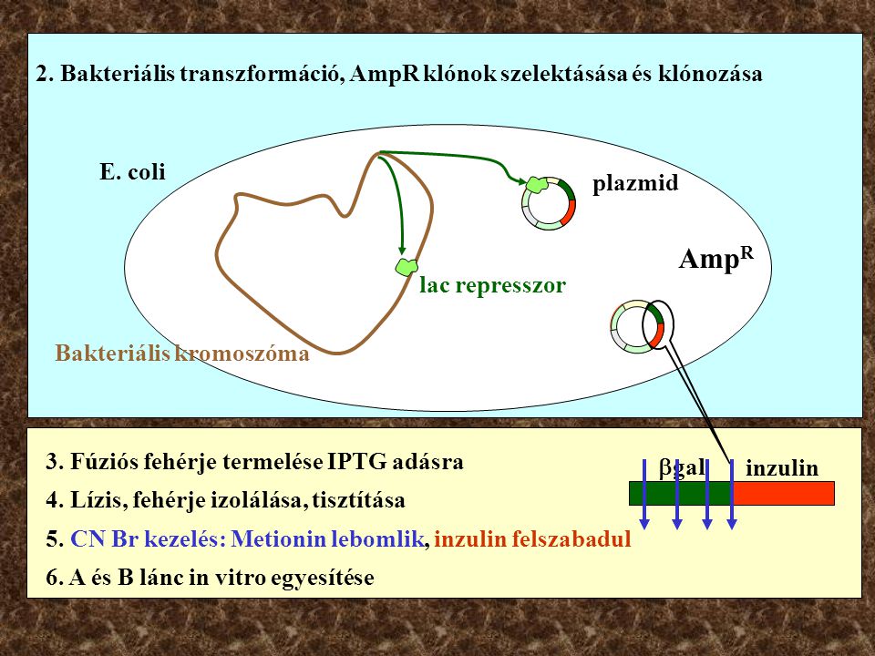 2. Bakteriális transzformáció, AmpR klónok szelektásása és klónozása