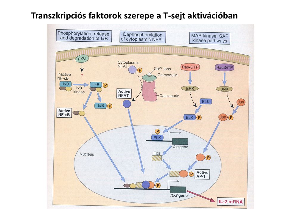 Transzkripciós faktorok szerepe a T-sejt aktivációban