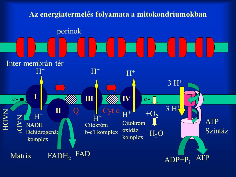 Az energiatermelés folyamata a mitokondriumokban