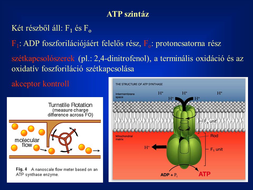 ATP szintáz Két részből áll: F1 és Fo. F1: ADP foszforilációjáért felelős rész, Fo: protoncsatorna rész.