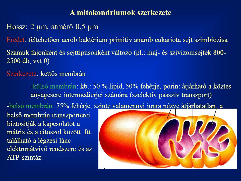 A mitokondriumok szerkezete