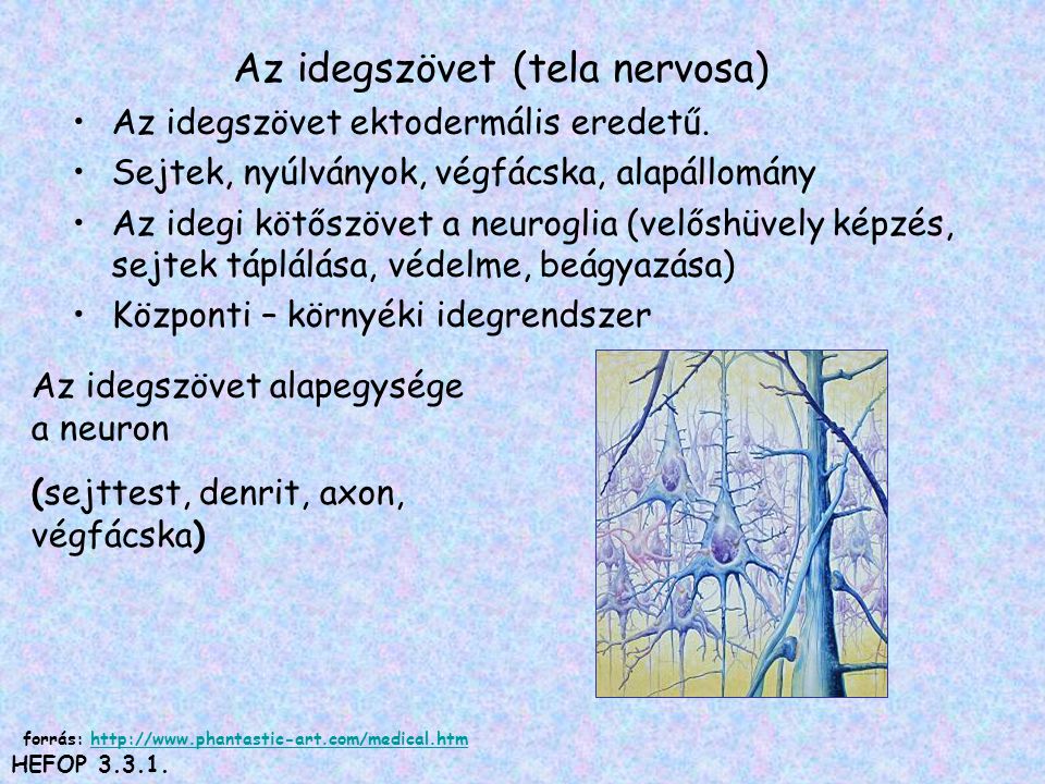 Az idegszövet (tela nervosa)