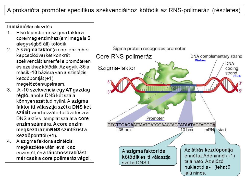 A prokarióta promóter specifikus szekvenciáihoz kötődik az RNS-polimeráz (részletes)