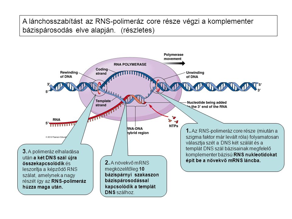 A lánchosszabítást az RNS-polimeráz core része végzi a komplementer bázispárosodás elve alapján. (részletes)