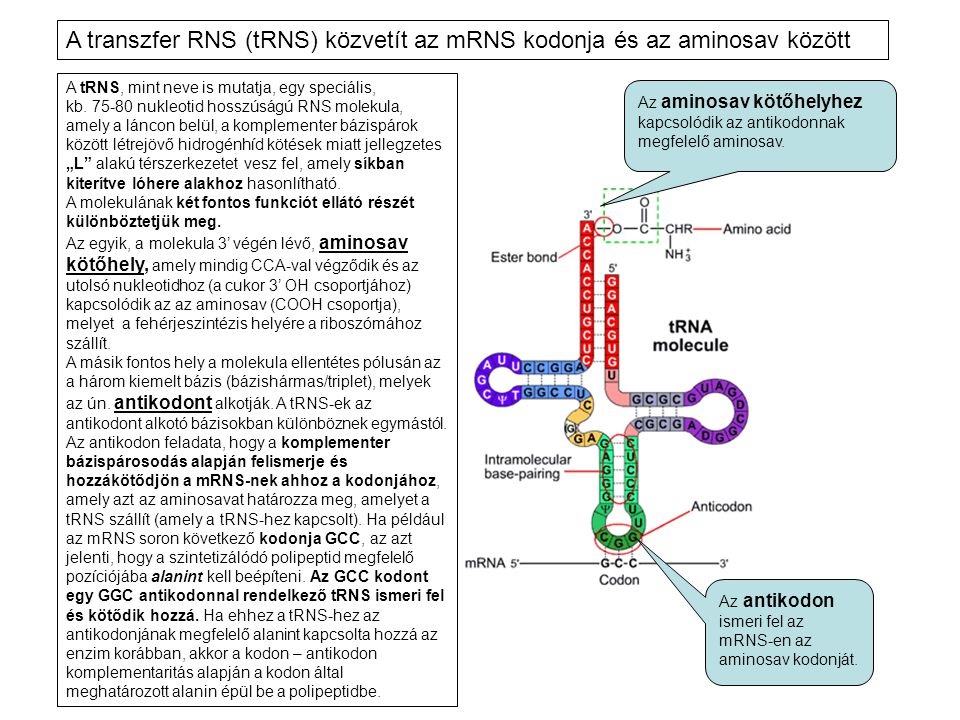 A transzfer RNS (tRNS) közvetít az mRNS kodonja és az aminosav között