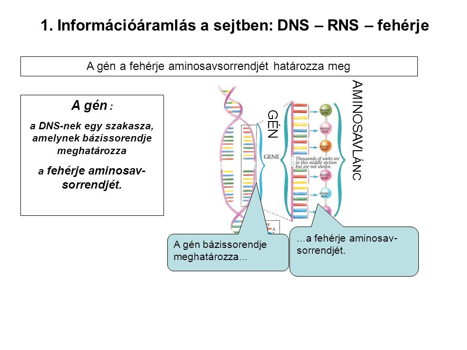 1. Információáramlás a sejtben: DNS – RNS – fehérje