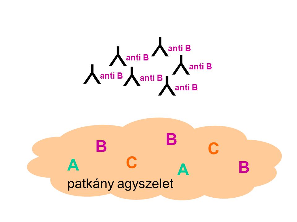 Y Y Y Y Y Y B B C C A B A patkány agyszelet anti B anti B anti B
