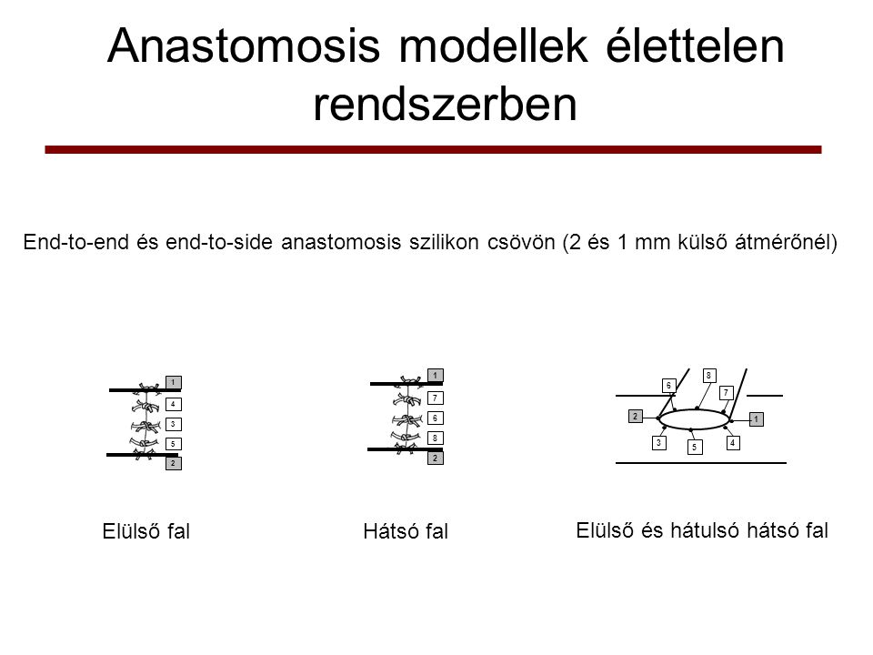 Anastomosis modellek élettelen rendszerben