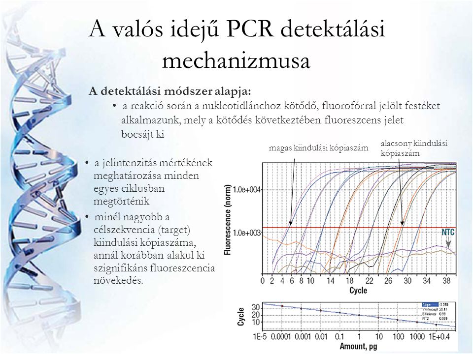 A valós idejű PCR detektálási mechanizmusa