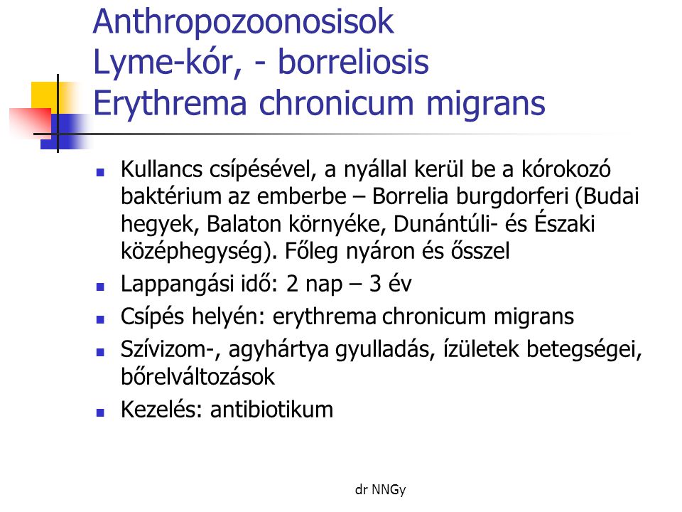 Anthropozoonosisok Lyme-kór, - borreliosis Erythrema chronicum migrans