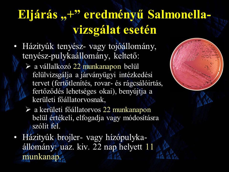 Eljárás „+ eredményű Salmonella- vizsgálat esetén