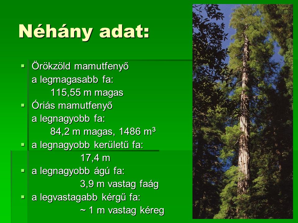 Néhány adat: Örökzöld mamutfenyő a legmagasabb fa: 115,55 m magas