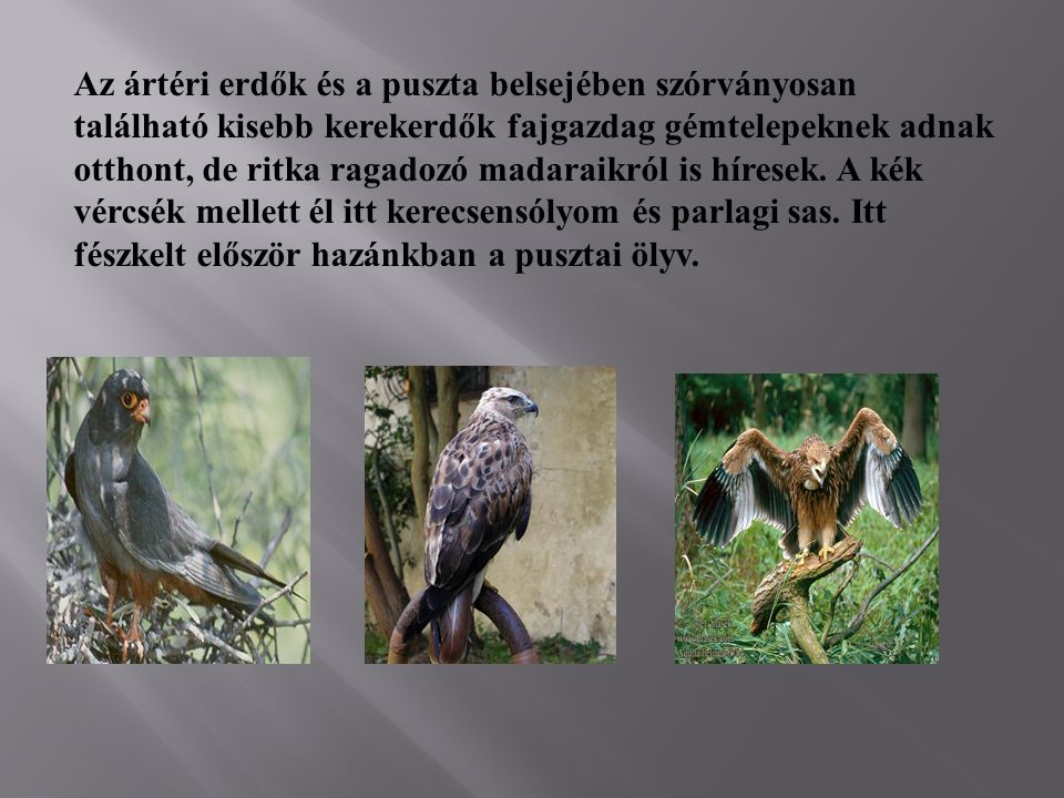 Az ártéri erdők és a puszta belsejében szórványosan található kisebb kerekerdők fajgazdag gémtelepeknek adnak otthont, de ritka ragadozó madaraikról is híresek.