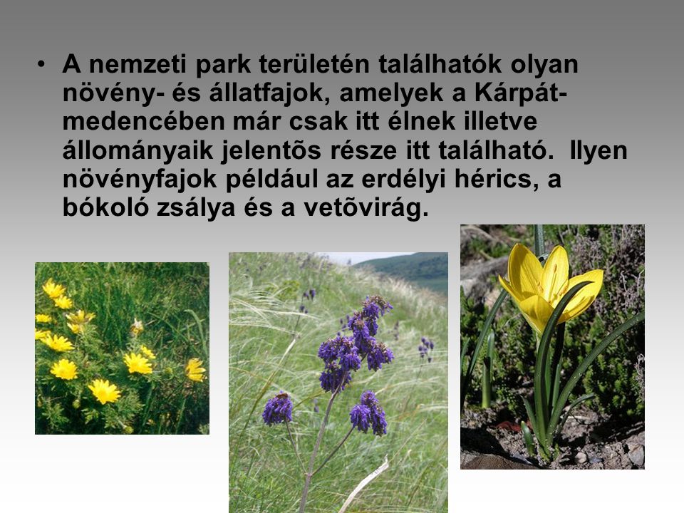 A nemzeti park területén találhatók olyan növény- és állatfajok, amelyek a Kárpát-medencében már csak itt élnek illetve állományaik jelentõs része itt található.