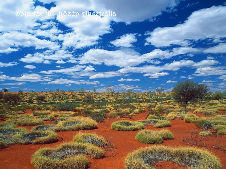 Spinifex-fű – Közép-Ausztrália