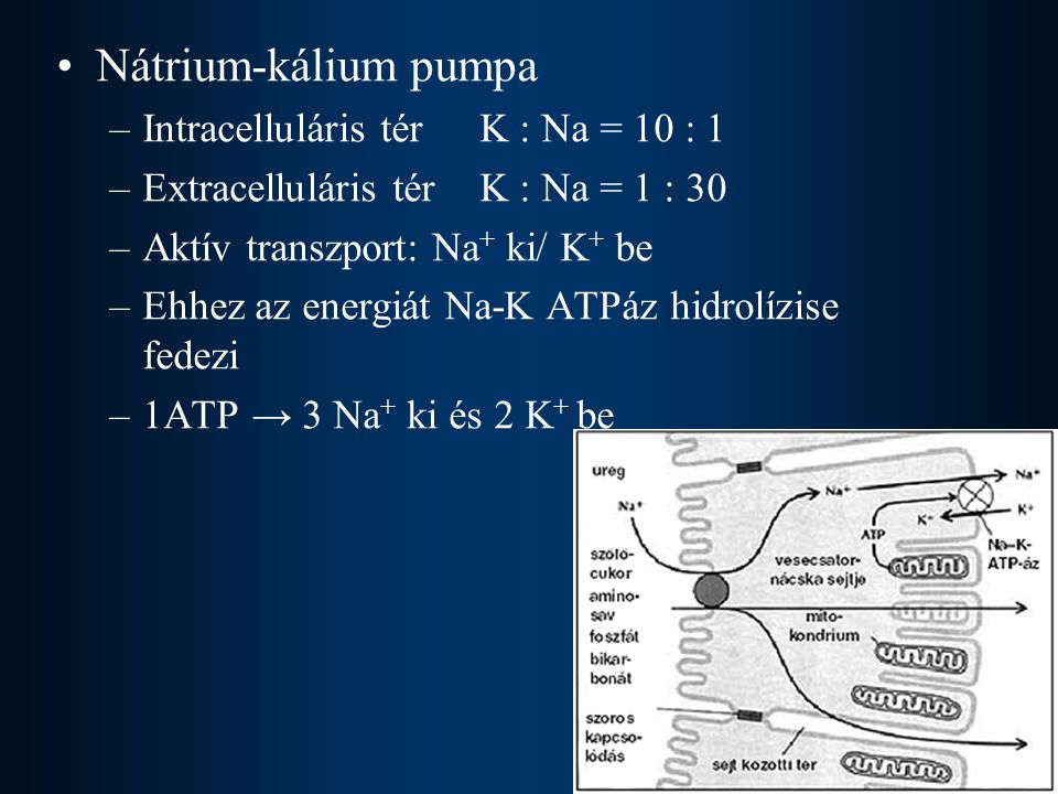 Nátrium-kálium pumpa Intracelluláris tér K : Na = 10 : 1