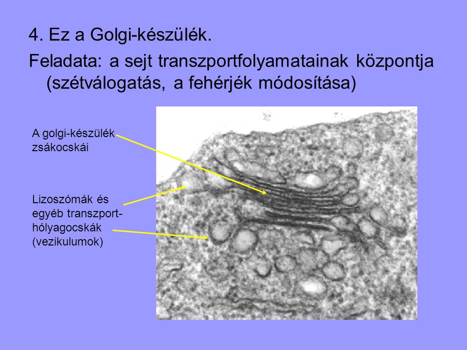 4. Ez a Golgi-készülék. Feladata: a sejt transzportfolyamatainak központja (szétválogatás, a fehérjék módosítása)