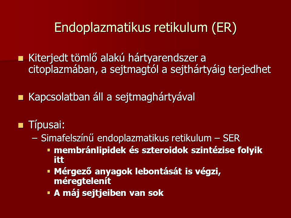 Endoplazmatikus retikulum (ER)