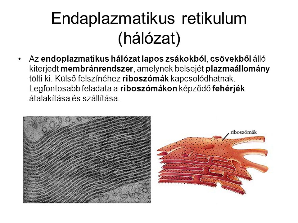 Endaplazmatikus retikulum (hálózat)