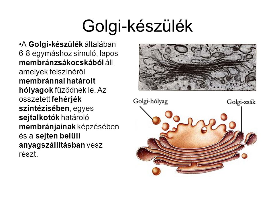 Golgi-készülék