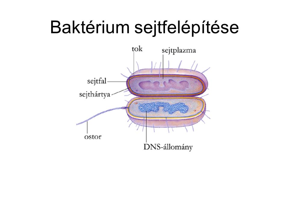 Baktérium sejtfelépítése